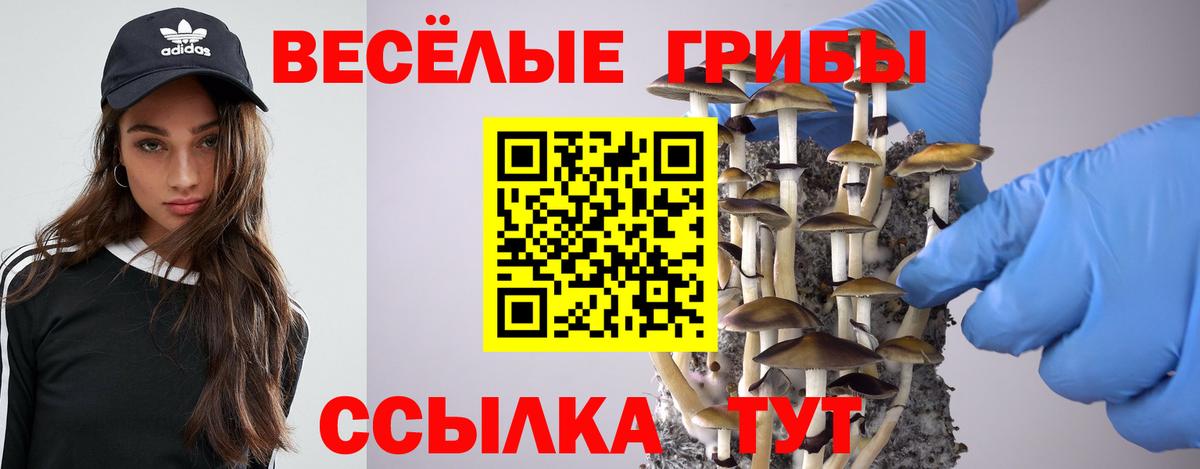 Галлюциногенные грибы Psilocybine cubensis Гудермес